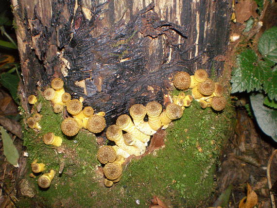 podpňovka Armillaria sp.