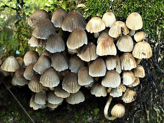 hnojník rozsiaty Coprinellus disseminatus (Pers.) J.E. Lange