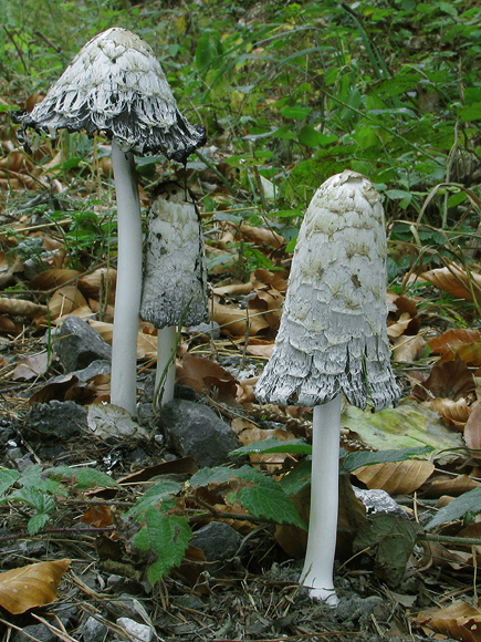 hnojník obyčajný Coprinus comatus (O.F. Müll.) Pers.