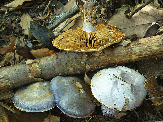 pavučinovec modrý Cortinarius caerulescens (Schaeff.) Fr.