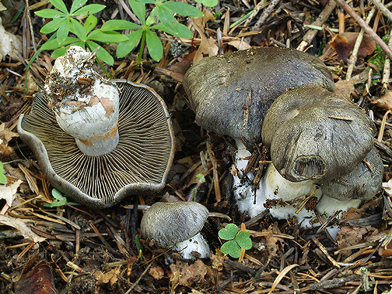 pavučinovec temnomodrý Cortinarius obscurocyaneus Secr. ex J. Schröt.