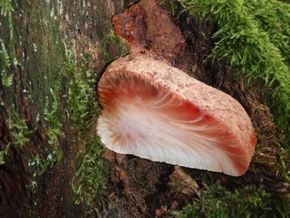 pečeňovec dubový Fistulina hepatica (Schaeff.) With.