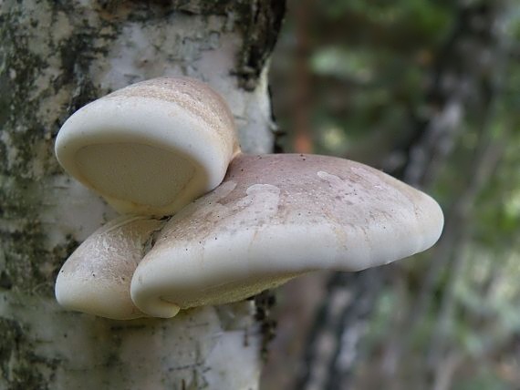 brezovník obyčajný Fomitopsis betulina (Bull.) B.K. Cui, M.L. Han & Y.C. Dai