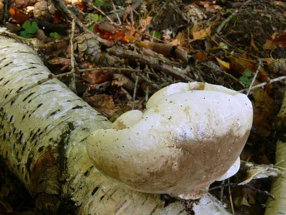 březovník obecný - Brezovník obyčajný Fomitopsis betulina (Bull.) B.K. Cui, M.L. Han & Y.C. Dai