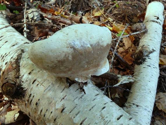 březovník obecný - Brezovník obyčajný Fomitopsis betulina (Bull.) B.K. Cui, M.L. Han & Y.C. Dai