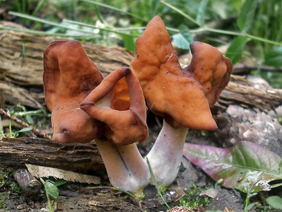 ušiak mitrovitý Gyromitra infula (Schaeff.) Quél.