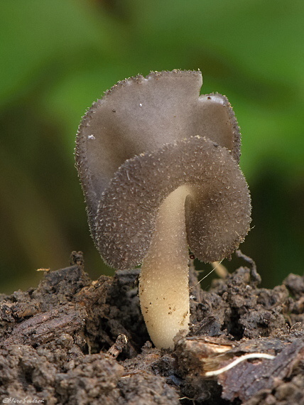 chriapač Helvella sp.