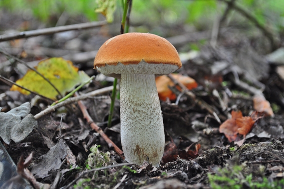 kozák osikový Leccinum albostipitatum den Bakker & Noordel.