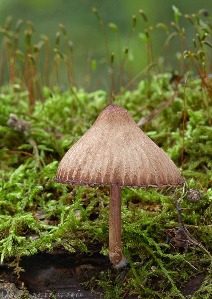 prilbička krvavá Mycena sanguinolenta (Alb. & Schwein.) P. Kumm.