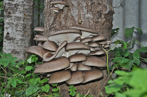 hliva ustricovitá Pleurotus ostreatus (Jacq.) P. Kumm.