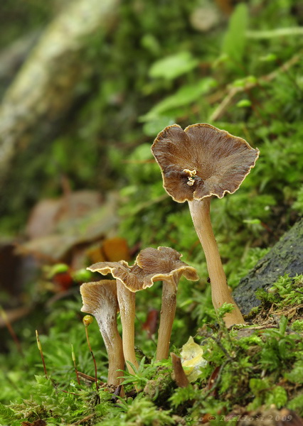 palievik kučeravý Pseudocraterellus undulatus (Pers.) Rauschert