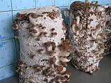 shiitake