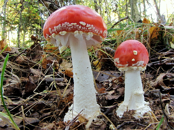 muchotrávka červená holá-muchomůrka červená zlatová Amanita muscaria var. aureola (Kalchbr.) Quél.