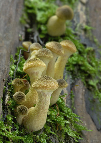 podpňovka žltá Armillaria gallica Marxm. & Romagn.