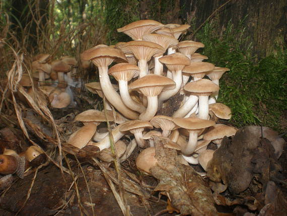 podpňovka bezprsteňová Armillaria socialis (DC.) Fayod