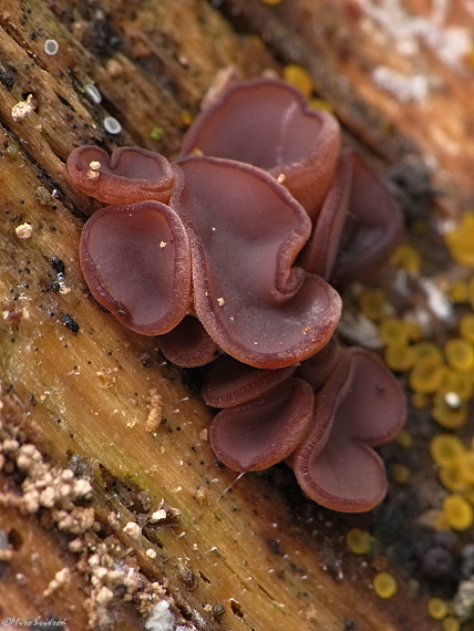 vrtidlovka veľkovýtrusná Ascocoryne cylichnium (Tul.) Korf