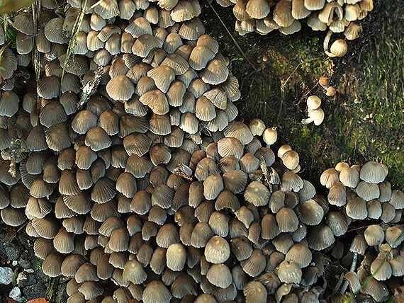 hnojník rozsiaty Coprinellus disseminatus (Pers.) J.E. Lange