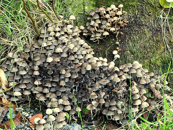 hnojník rozsiaty Coprinellus disseminatus (Pers.) J.E. Lange