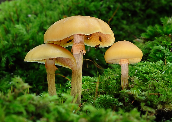 kapucňovka okrovohnedastá Galerina marginata (Batsch) Kühner