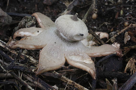 hviezdovka golierikovitá Geastrum striatum DC.