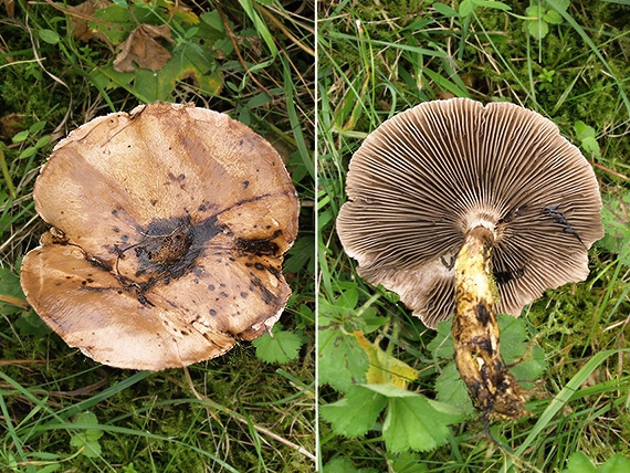 sliziak mazľavý Gomphidius glutinosus (Schaeff.) Fr.