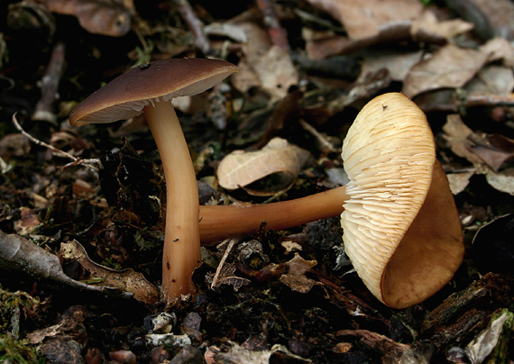 peniazovka hnedá Gymnopus ocior (Pers.) Antonín & Noordel.