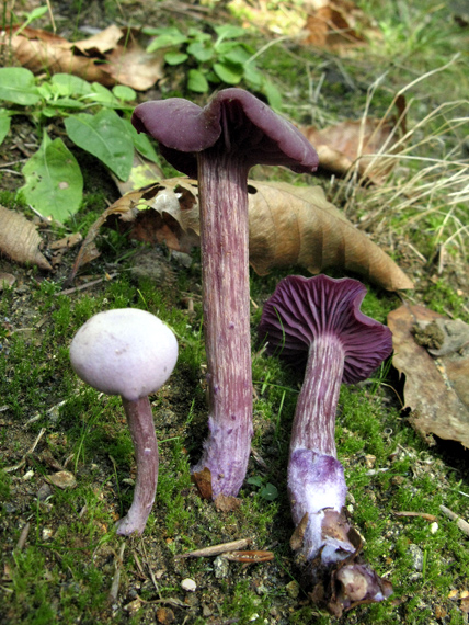 lakovka ametystová Laccaria amethystina (Huds.) Cooke