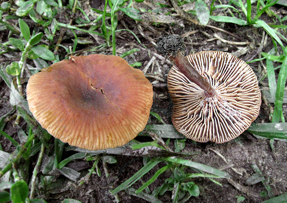 rýdzik jelšový Lactarius obscuratus (Lasch) Fr.