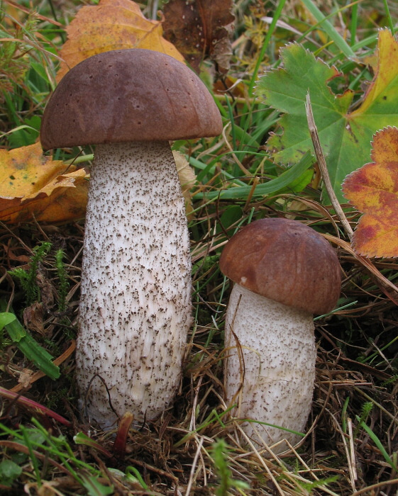 kozák brezový Leccinum scabrum (Bull.) Gray