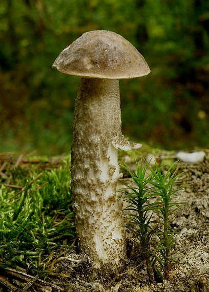 kozák brezový Leccinum scabrum (Bull.) Gray