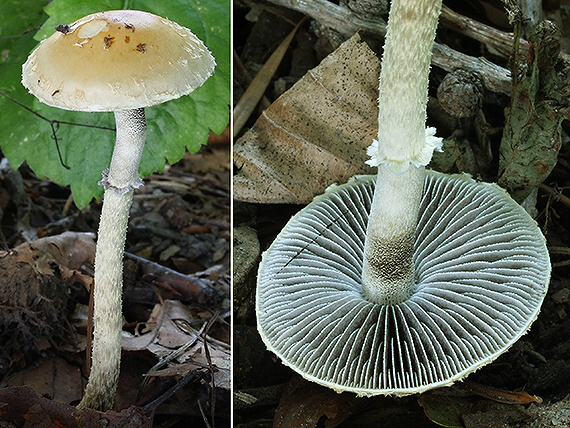 golierovka šupinkatá Leratiomyces squamosus var. squamosus (Pers.) Bridge & Spooner