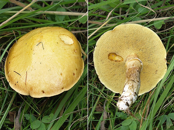 masliak smrekovcový Suillus grevillei (Klotzsch) Singer