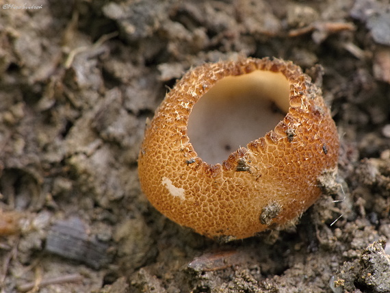 tarzeta? Tarzetta sp.