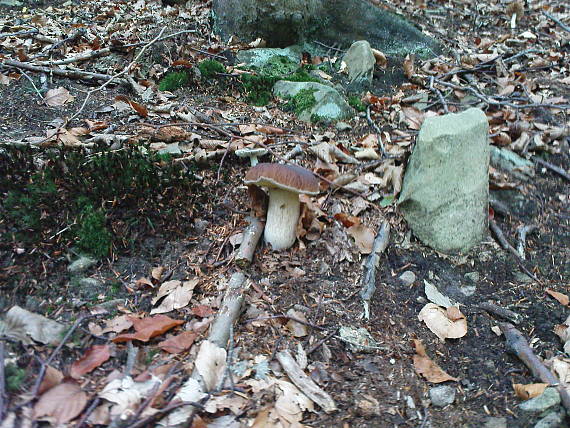 hríb smrekový Boletus edulis Bull.