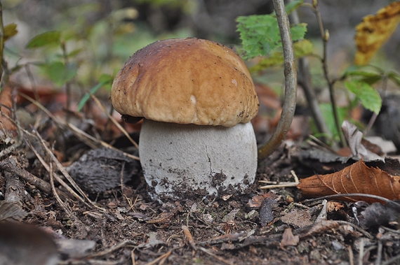 hríb smrekový Boletus edulis Bull.