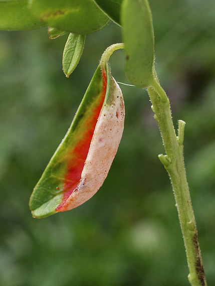 nahorúchovec brusnicový Exobasidium vaccinii (Fuckel) Woronin