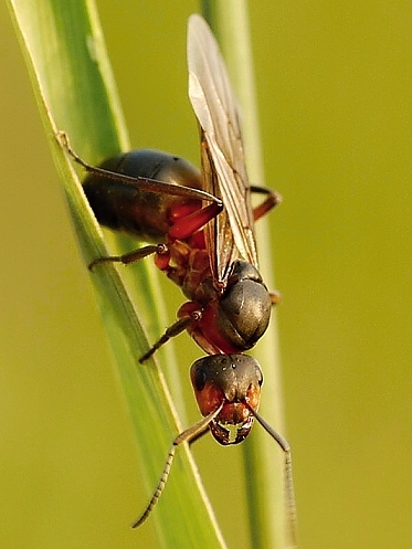 mravec Formica polyctena