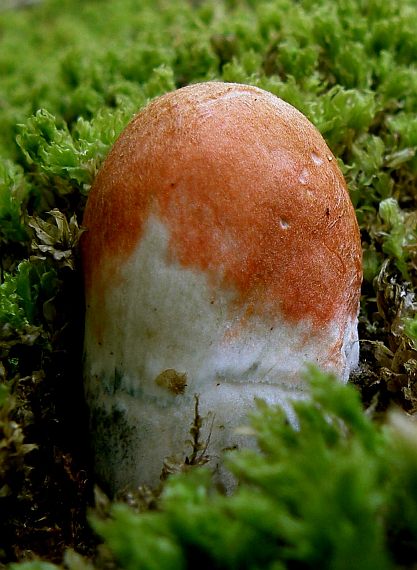 kozák osikový Leccinum albostipitatum den Bakker & Noordel.