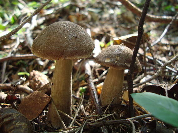 kozák brezový Leccinum scabrum (Bull.) Gray