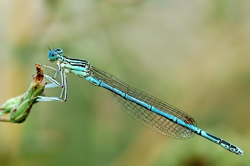 šidielko ploskonohé Platycnemis pennipes