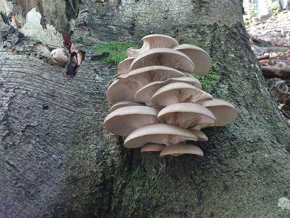 hliva ustricovitá Pleurotus ostreatus (Jacq.) P. Kumm.