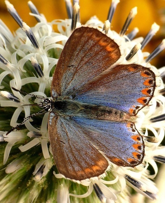 modráčik ďatelinový Polyommatus bellargus f. ceronus  Rottemburg, 1775