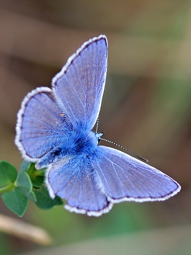 modráčik obyčajný Polyommatus icarus