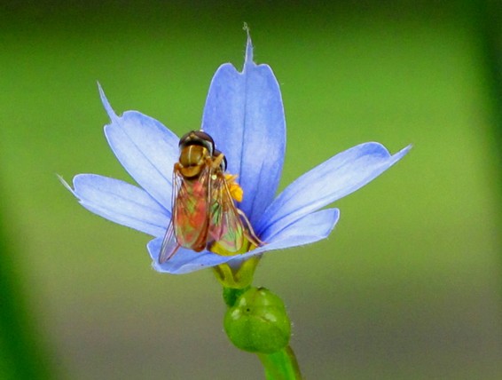 mečovka horská Sisyrinchium montanum Greene