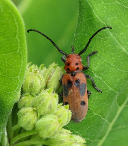 Tetraopes tetraophthamus