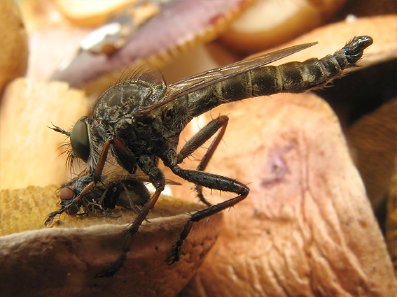 muchárka Tolmerus atricapillus  - samec