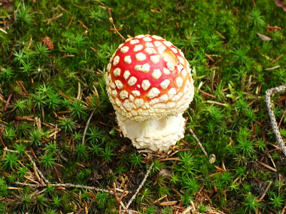 muchotrávka červená Amanita muscaria (L.) Lam.