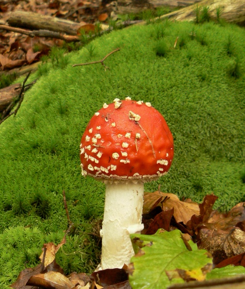 muchotrávka červená Amanita muscaria (L.) Lam.