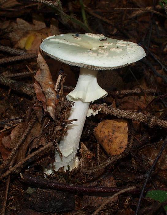 muchotrávka Amanita sp.