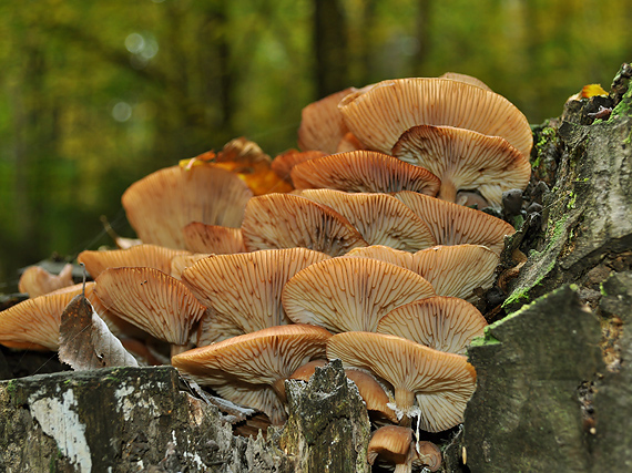 podpňovka obyčajná Armillaria mellea (Vahl) P. Kumm.